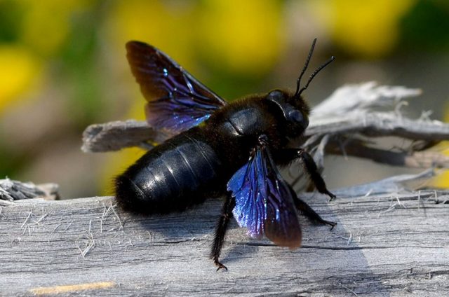 Пчела-плотник, или пчела-древоточец (Xylocopa valga) Пчела-плотник, или пчела-древоточец (Xylocopa valga)