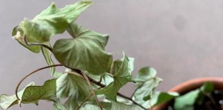 Почему пропадает комнатный плющ?