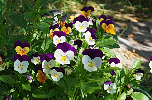 Виола корнута, или Рогатая фиалка (Viola cornuta) Виола корнута, или Рогатая фиалка (Viola cornuta)