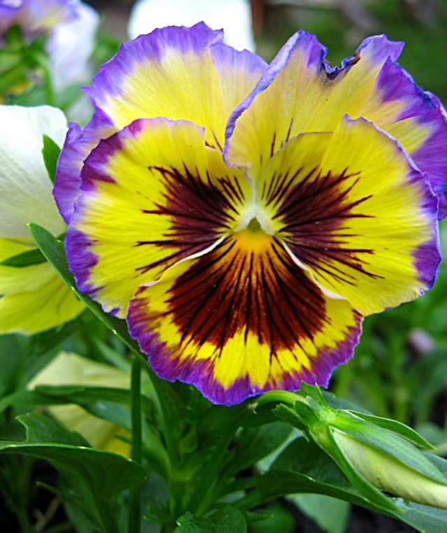 Виола Виттрока (Viola x wittrockiana) Виола Виттрока (Viola x wittrockiana)