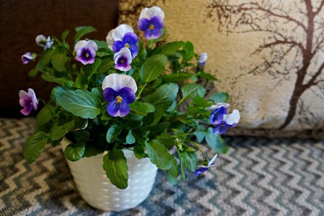Виола Вильямса (Viola x williamsii) Виола Вильямса (Viola x williamsii)