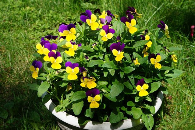 Виола триколор, или Виола трехцветная (Viola tricolor), также известна как «Джонни-джамп» (Johnny Jump Ups) Виола триколор, или Виола трехцветная (Viola tricolor), также известна как «Джонни-джамп» (Johnny Jump Ups)