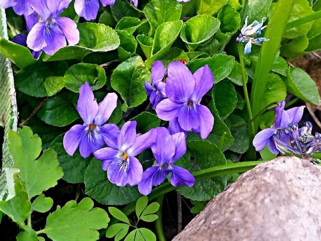 Фиалка душистая (Viola Odorata) Фиалка душистая (Viola Odorata)