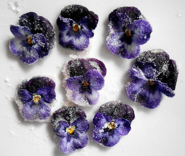 Засахаренные цветки виолы