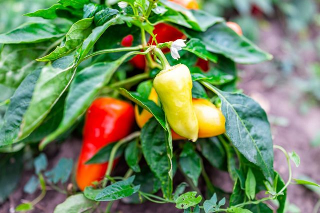 Сладкие перцы сербской селекции — 6 самых вкусных сортов Сладкие перцы сербской селекции — 6 самых вкусных сортов