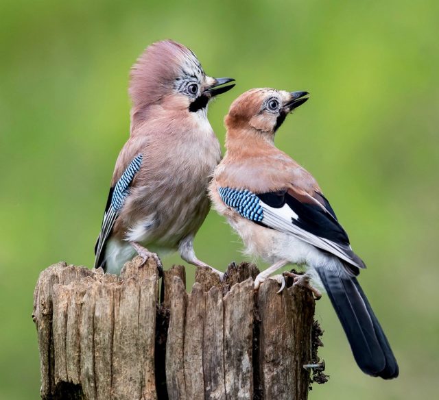 Сойка (Garrulus glandarius) Сойка (Garrulus glandarius)