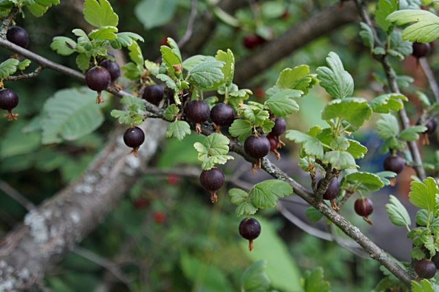 Йошта (Jostaberry), сорт 'Josta' Йошта (Jostaberry), сорт 'Josta'