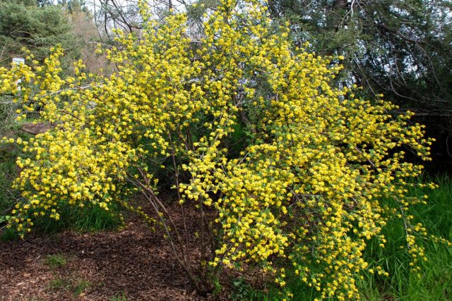 Золотистая смородина (Ribes aureum) Золотистая смородина (Ribes aureum)