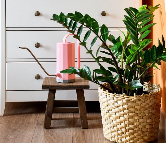 10 правил выращивания замиокулькаса в домашних условиях - Комнатные растения 10 правил выращивания замиокулькаса в домашних условиях