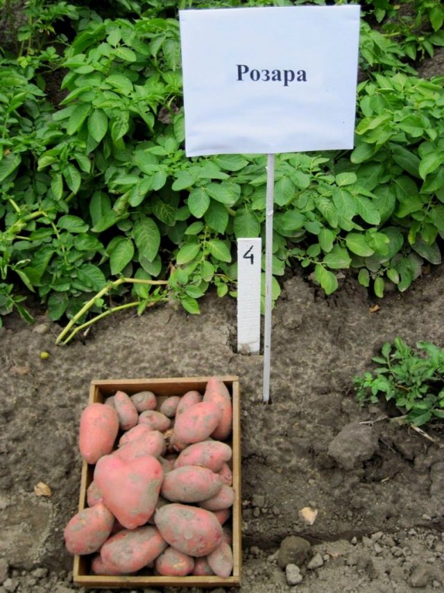 Картофель «Розара» Картофель «Розара»