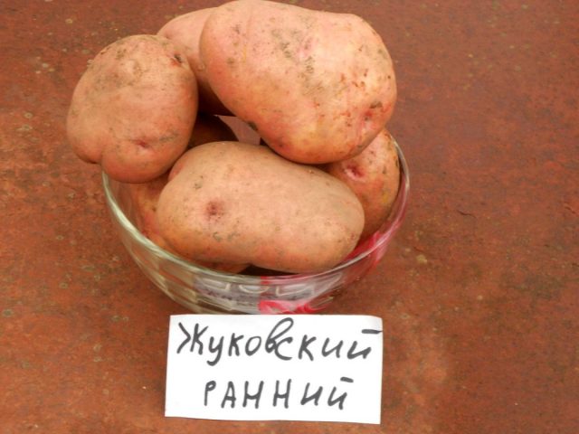 Картофель «Жуковский» Картофель «Жуковский»