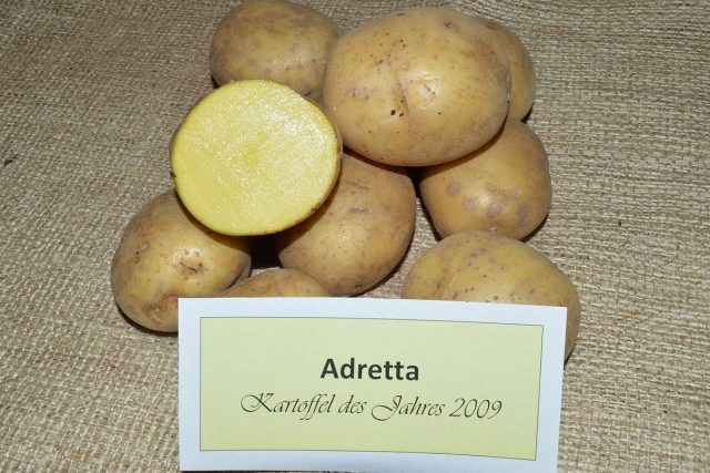 Картофель «Адретта» (Adretta) Картофель «Адретта» (Adretta)