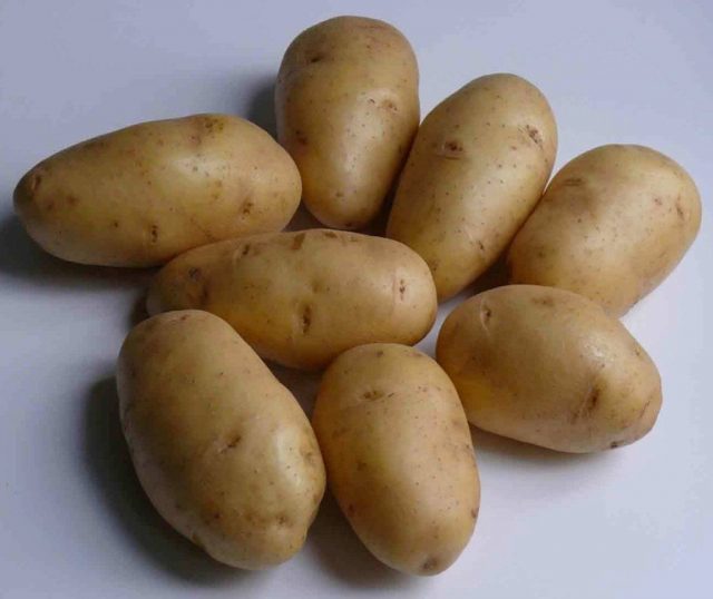 Картофель «Невский» Картофель «Невский»