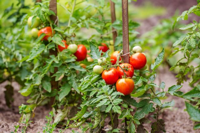 Высаживаем и лелеем томаты — советы специалиста