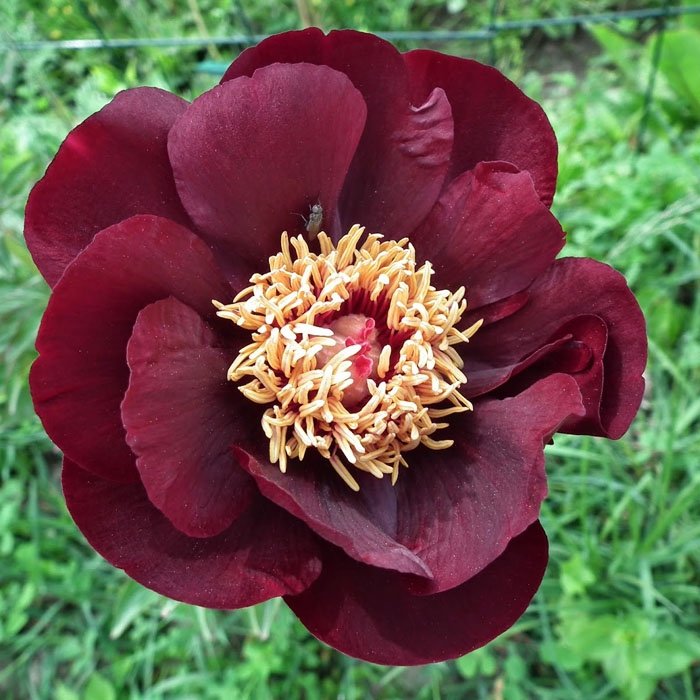 Paeonia-Chocolate-Soldier-2