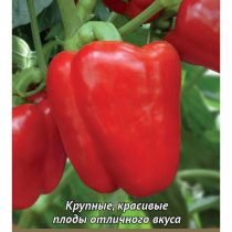 Сладкий перец "Доминатор" Сладкий перец "Доминатор"