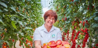 Устойчивые томаты