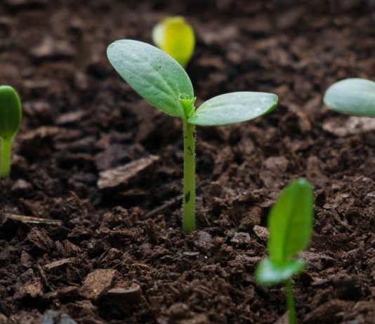 Как вырастить здоровую рассаду?