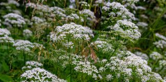 Анис обыкновенный — вкусная салатная зелень и ароматная специя - Пряные травы и зелень Анис обыкновенный — вкусная салатная зелень и ароматная специя