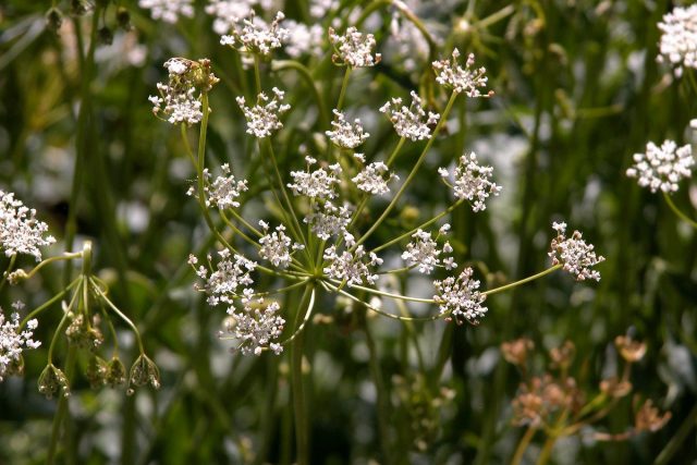 Анис обыкновенный, просто Анис, или Бедренец анисовый (Pimpinella anisum) Анис обыкновенный, просто Анис, или Бедренец анисовый (Pimpinella anisum)