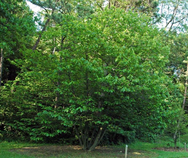 Азимина трехлопастная (Asimina triloba) Азимина трехлопастная (Asimina triloba)