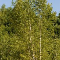 Берёза повислая (Betula verrucosa)