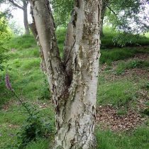 Берёза каменная, или Берёза Эрмана (Betula ermanii)