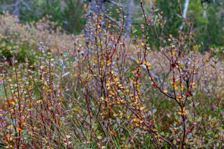Берёза карликовая (Betula nana)