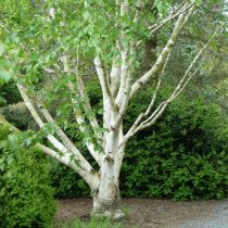 Берёза полезная (Betula Utilis) Берёза полезная (Betula Utilis)