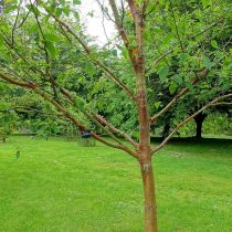 Берёза белая китайская (Betula albosinensis) Берёза белая китайская (Betula albosinensis)