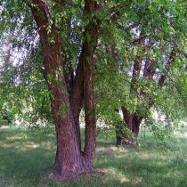 Берёза чёрная (Betula nigra) Берёза чёрная (Betula nigra)