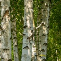 Берёза пушистая (Betula pubescens)