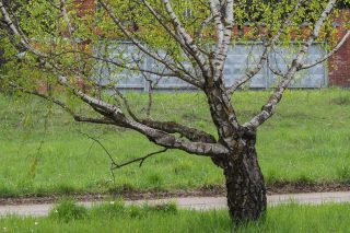 Карельская берёза (Betula pendula var. Carelica) Карельская берёза (Betula pendula var. Carelica)