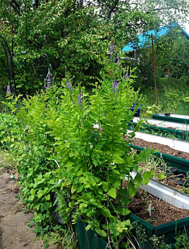 Мой бордюр из козлятника между грядками и дорожкой Мой бордюр из козлятника между грядками и дорожкой
