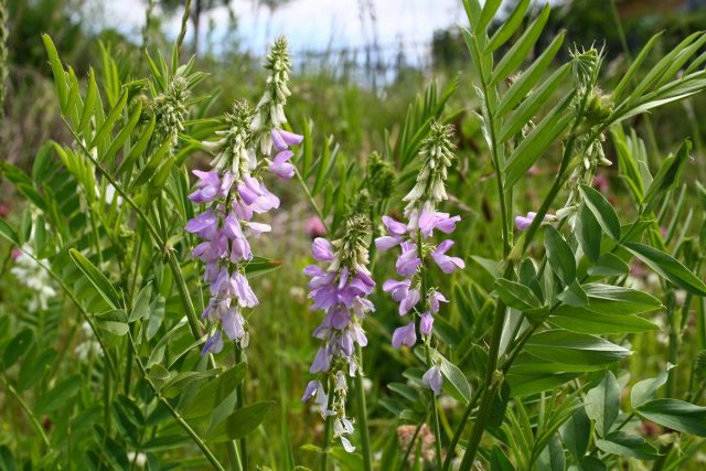 Галега лекарственная, или Козлятник лекарственный (Galega officinalis) Галега лекарственная, или Козлятник лекарственный (Galega officinalis)