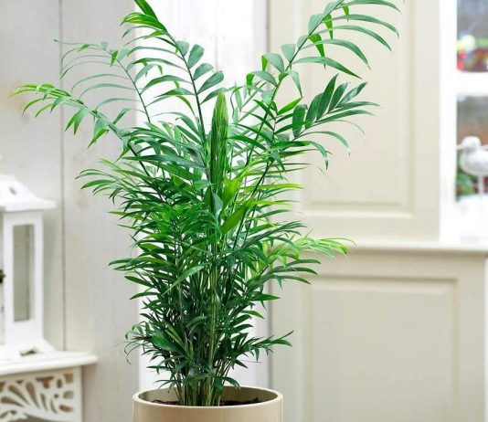 Хамедорея — лучшая пальма для размещения внутри комнат - Комнатные растения Хамедорея — лучшая пальма для размещения внутри комнат