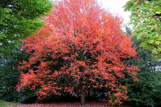Клен красный (Acer rubrum) Клен красный (Acer rubrum)
