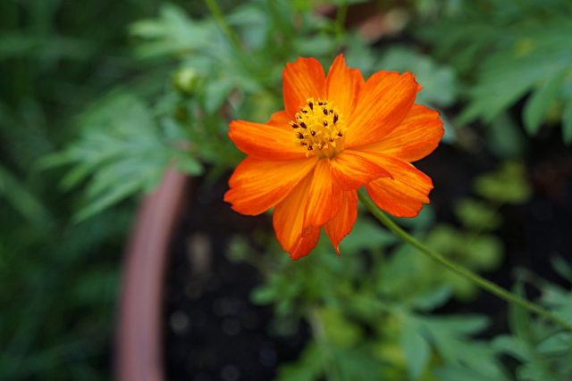 Космея серно-желтая (Cosmos sulphureus) «Космик» Космея серно-желтая (Cosmos sulphureus) «Космик»
