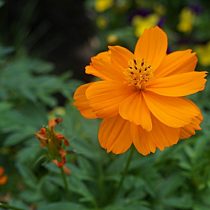 Космея серно-желтая (Cosmos sulphureus) «Мандарин» Космея серно-желтая (Cosmos sulphureus) «Мандарин»