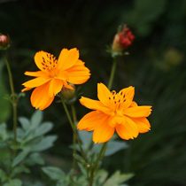 Космея серно-желтая (Cosmos sulphureus) «Клондайк» Космея серно-желтая (Cosmos sulphureus) «Клондайк»