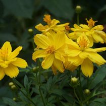 Космея серно-желтая (Cosmos sulphureus), сорт «Лимара Лемон» (Limara Lemon) Космея серно-желтая (Cosmos sulphureus), сорт «Лимара Лемон» (Limara Lemon)