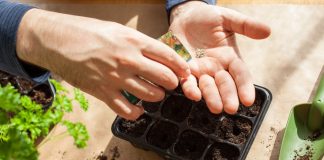 Лунный календарь садовода и огородника на январь 2021