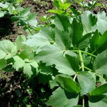 Любисток лекарственный (Levisticum officinale), сорт «Преображенский Семко» Любисток лекарственный (Levisticum officinale), сорт «Преображенский Семко»