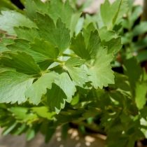 Любисток лекарственный (Levisticum officinale), сорт «Удалец» Любисток лекарственный (Levisticum officinale), сорт «Удалец»