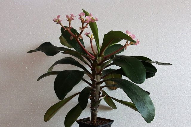 Молочай гребенчатый (Euphorbia lophogona) Молочай гребенчатый (Euphorbia lophogona)