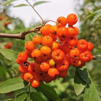 Пираканта «Оранж Глоу» (Orange Glow) Пираканта «Оранж Глоу» (Orange Glow)