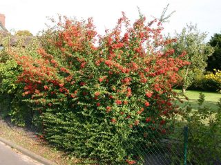 Пираканта ярко-красная (Pyracantha coccinea) Пираканта ярко-красная (Pyracantha coccinea)