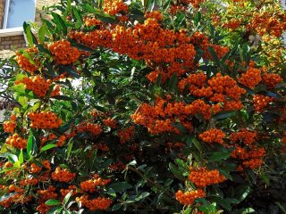 Пираканта узколистная (Pyracantha angustifolia) Пираканта узколистная (Pyracantha angustifolia)