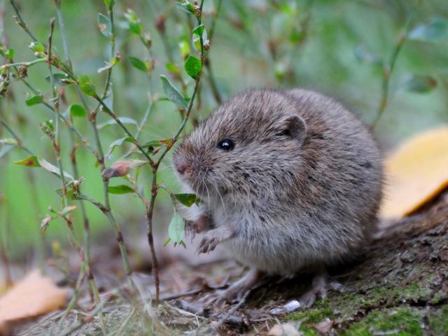Полёвка обыкновенная (Microtus arvalis) Полёвка обыкновенная (Microtus arvalis)