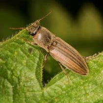 Щелкун полосатый (Agriotes lineatus) Щелкун полосатый (Agriotes lineatus)
